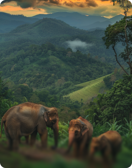 SRI LANKA - The Island of Serene